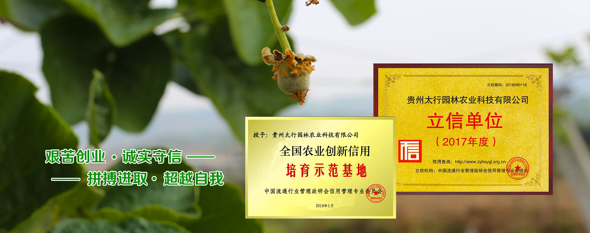 青岛网站建设案例